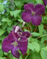 Clematis Royal Velours