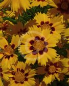 Coreopsis grandiflora Heliot