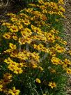 Coreopsis grandiflora Heliot