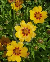 Coreopsis Sterntaler