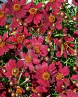 Coreopsis Limerock Ruby