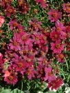 Coreopsis Limerock Ruby