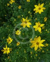 Coreopsis verticillata Grandiflora