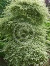 Cornus alternifolia Argentea