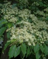 Cornus walteri