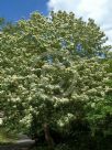 Cornus walteri