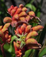 Anigozanthos Bush Sundown