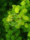 Berberis thunbergii atropurpurea Aurea