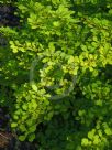 Berberis thunbergii atropurpurea Aurea