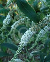 Buddleja Spring Promise