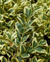 Buxus sempervirens Aureovariegata