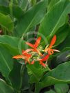 Canna Wisley Dwarf