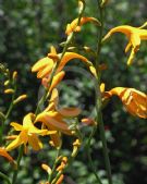 Crocosmia crocosmiiflora George Davison