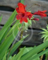 Crocosmia Hellfire