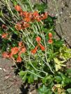 Delphinium nudicaule