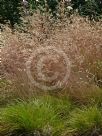 Deschampsia flexuosa Tatra Gold