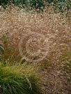 Deschampsia flexuosa Tatra Gold