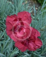 Dianthus Thomas