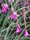 Dierama floriferum