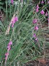 Dierama floriferum