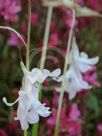 Dierama Guinevere