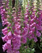 Digitalis Castor Rose