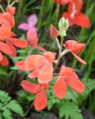 Disa cardinalis