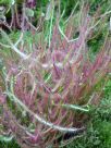 Drosera binata