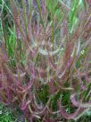 Drosera binata