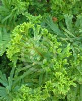 Dryopteris filix-mas Cristata Group