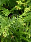 Dryopteris filix-mas Cristata Group