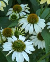 Echinacea purpurea Avalanche