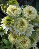 Echinacea purpurea Meringue