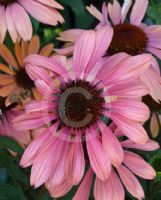 Echinacea Summer Sky