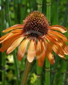 Echinacea Tiki Torch