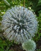 Echinops orientalis