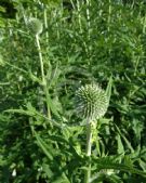 Echinops pungens