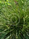 Eryngium paniculatum