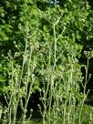 Eryngium paniculatum