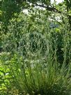 Eryngium paniculatum