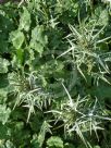 Eryngium tricuspidatum