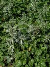 Eryngium tricuspidatum