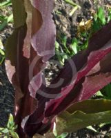 Eucomis comosa Sparkling Burgundy