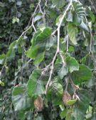 Fagus sylvatica Pendula