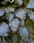 Fagus sylvatica Purpurea Pendula