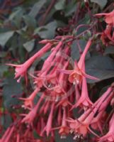 Fuchsia Explosion