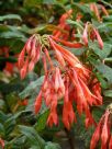 Fuchsia Thalia