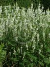 Galega hartlandii Alba