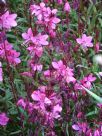 Gaura lindheimeri Karalee Petite