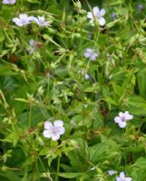 Geranium nodosum Svelte Lilac